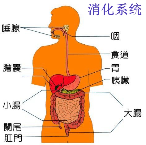 健康食谱，改善消化功能的秘诀