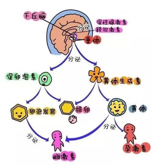 养生食谱，调节女性激素平衡的艺术之道