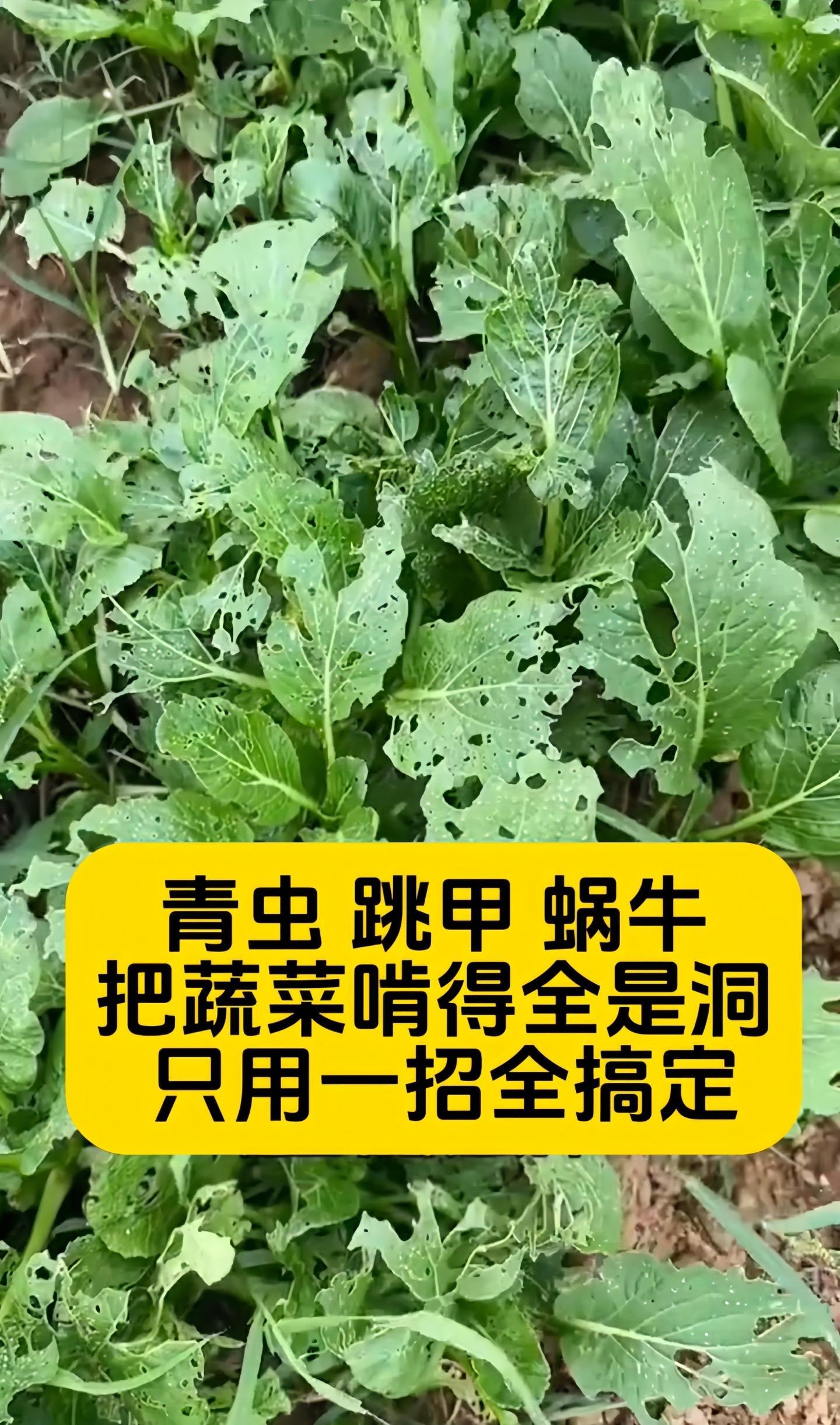 上海某学校食堂惊现异物事件，青虫蜗牛背后的深度剖析